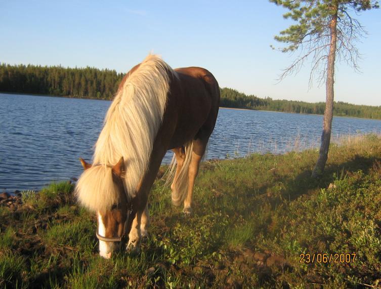 Sveriges lantbruksuniversitet Fakulteten för veterinärmedicin och husdjursvetenskap Kan fysisk aktivitet påverka de aptitreglerande signalsubstanserna ghrelin, leptin och adiponektin hos häst?