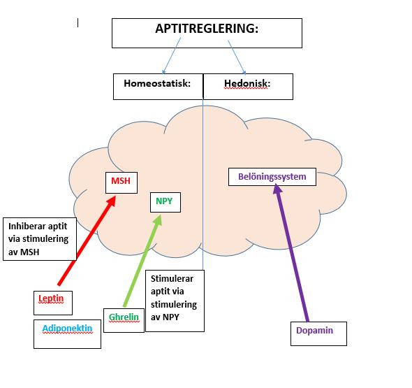 Figur 1. Homeostatisk och hedonisk reglering av födointag i hypotalamus.