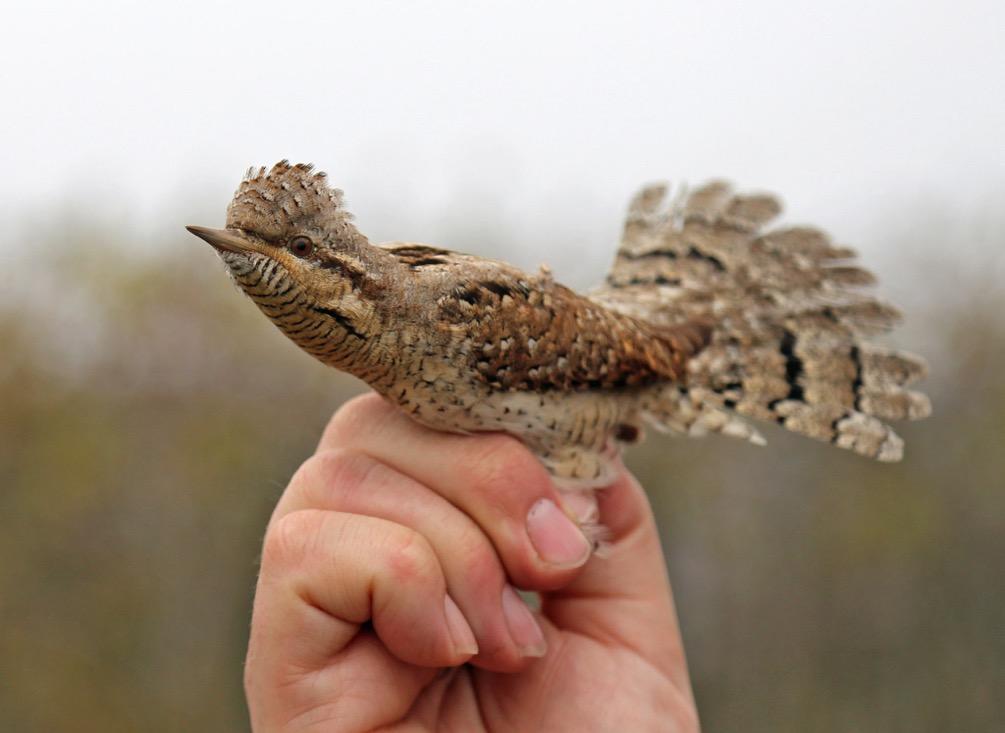 skicklig lokal guide bidrag till AviFauna Naturresors fågelskyddsfond förhandsinformation om resan och artlista utförlig reserapport från resan Vi får en visning av ringmärkningen vid Hoburgens