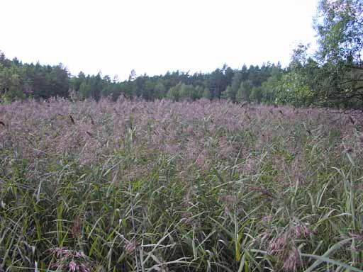 Täta vassar vid Lortsjön. Långsjön 85 Långsjön 85 i Norrtälje kommun är en mesotrof sjö med betydligt färgat vatten. Siktdjupet var vid inventeringstillfället 1,5 m.