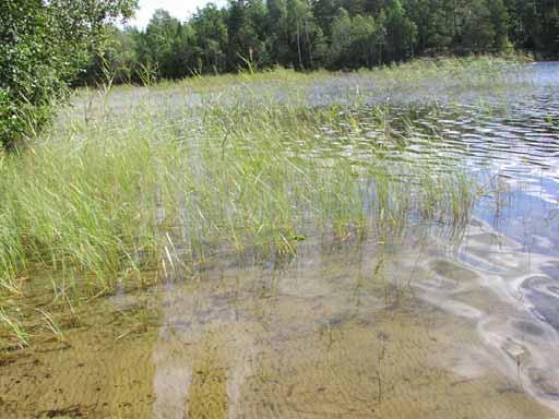 vattenaloe (Stratiotes aloides), dvärgbläddra (Utricularia minor), vattenbläddra/sydbläddra (Utricularia vulgaris/australis), nordlig krokmossa (Warnstorfia tundrae).