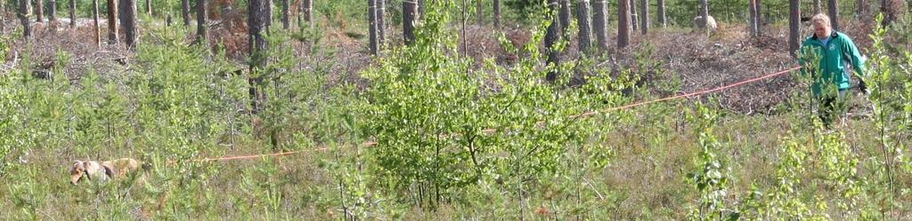 Appellmästaren på väg mot en 10:a. Collie-SM i Piteå 4 juli, UTSTÄLLNING-KORTHÅR LÖRDAG 4 JULI Redan på torsdagskvällen var de flesta utställningstält på plats.