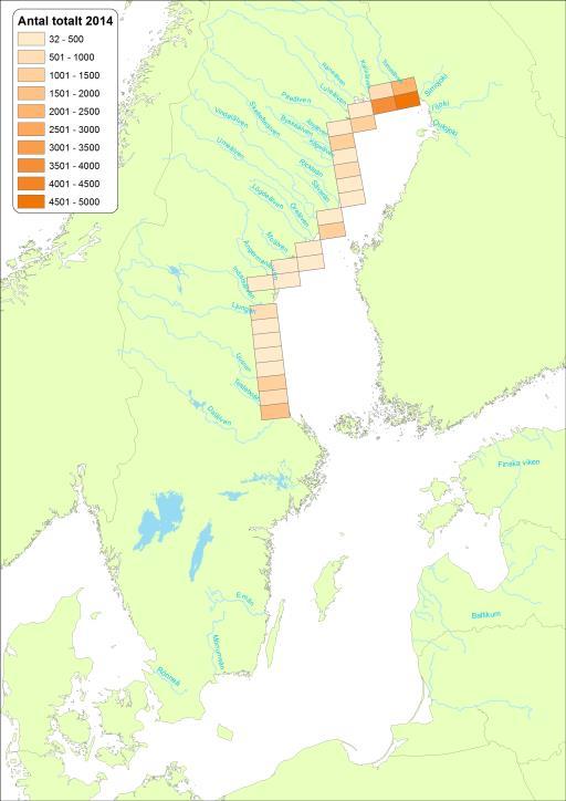 Antal Underlag regeringsuppdrag förvaltning av lax och öring 12000 10000 8000 6000 4000 2012 2013 2014 2000 0 Vild Odlad Vild Odlad Vild Odlad Vild Odlad Vild Odlad Gävleborgs Län Norrbottens Län