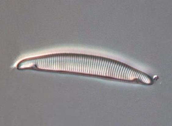 Arten Eunotia incisa tillsammans med Eunotia formicina och Eunotia implicata