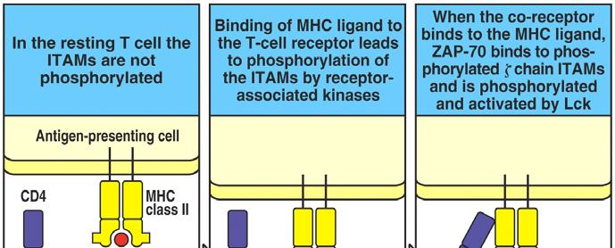 Tyrosine-based