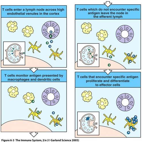 Infektion i periferin: lymfkörtlar Infektion i blodet: spleen