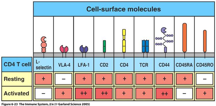 Aktivering av en T cell