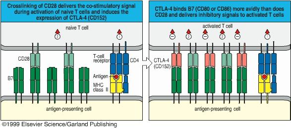 Men ifall en CD8 T cell känner igen en MHC + self peptid utan att få en co-signal så kommer lymfocyten att bli ANERGISK.