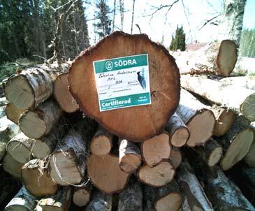 lövved jämfört med eukalyptus?
