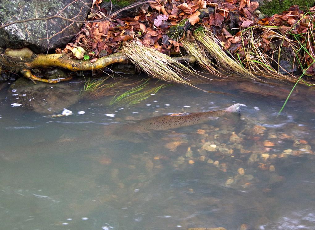 Kvarnbäcken, Nynäshamn: Ett par havsöringar sågs leka på naturgruset som lades i 2015. Glädjande med så snabba resultat efter biotopvården!