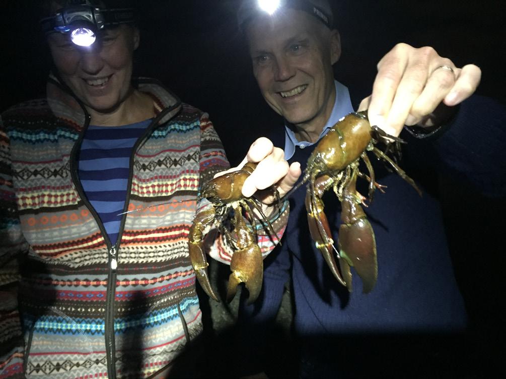 Två lyckliga kräftfiskare med kvällens bautakräftor. Fisket på Drevviken ör fortsatt mycket bra med både stora och små kräftor.