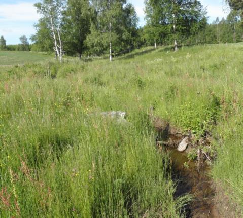 Elofsbyn Församling: Töcksmark Koordinater: 6606598, 320878 Tuvaobjekt: Ja (4A1-700) Areal: 3,5 ha Naturtyp enl Tuva: 6270 Hävd: Ja Hävdform: Bete Floravärlden Lst 2013: Nej Årjäng del 1: Nej Årjäng