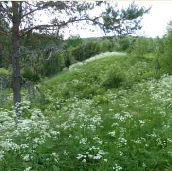 Bostället Församling: Holmedal-Karlanda Koordinater: 6612255, 1291023 Tuvaobjekt: Ja (E53-JGJ) Areal: 3,5 ha Naturtyp enl Tuva: - Hävd: Delvis Hävdform: Bete Floravärlden Lst 2013: Delvis Årjäng del