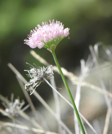 Under projektperioden har även annat inventeringsarbete pågått i Årjängs kommun. Värmlands botaniska förening hade sommaren 2013 ett inventeringsläger i kommunen.