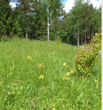 Lillerud Församling: Östervallskog Koordinater: 6618877, 1282234 Tuvaobjekt: Ja (2 skiften) Areal: 3,5 ha Naturtyp enl Tuva: 6510 Hävd: Nej Hävdform: - Floravärlden Lst 2013: Nej Årjäng del 1: Ja