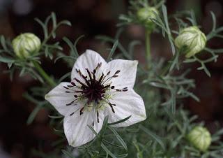 Naturligt kosttillskott mot pollenallergi Nigella sativa Svartkummit, Nigella sativa, är ett naturligt kosttillskott mot pollenallergi. Inom islam räknas svartkummin som en verksam medicin.