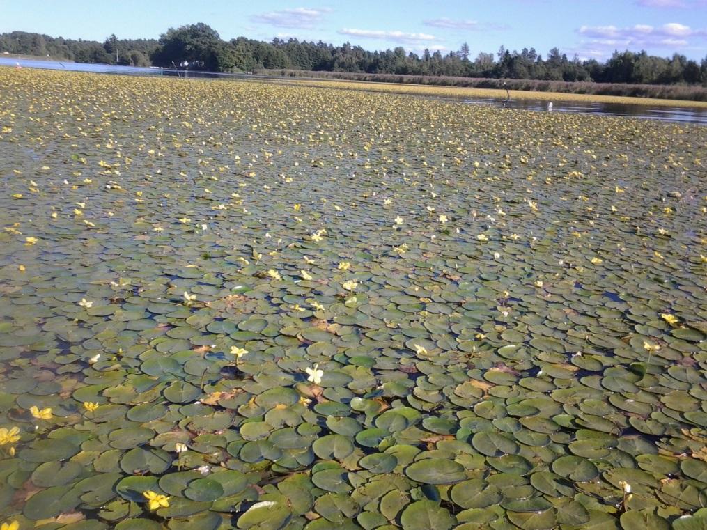 Inga invasiva främmande arter till Vänern Vad händer under temaåren?