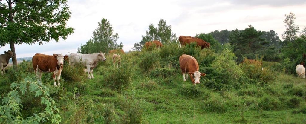 3. Analys av livsmedelssektorn i Mjölby kommun I november 2016 fanns drygt 2600 företag i Mjölby kommun.