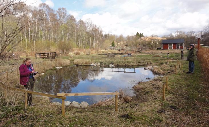 Kolonidammen Dammen ligger vid Kyrksjölötens koloniområde och anlades för att stödja den större vattensalamandern som återinplanterats till Kyrksjölöten år 2015.