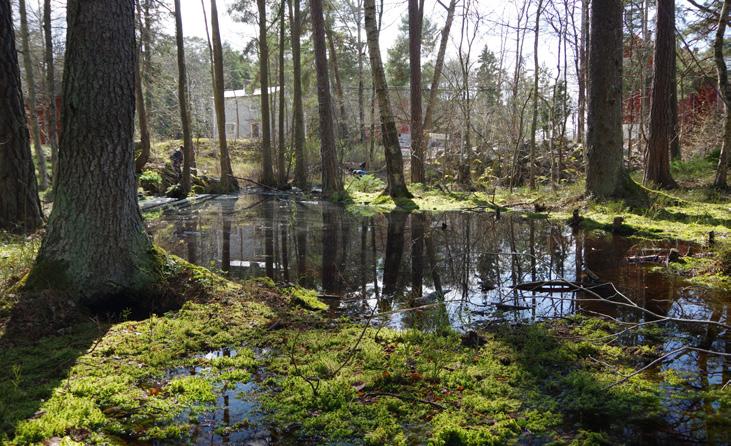 Yta: 52 m 2 Djup (max/medel): 0,6 m/0,4 m Groddjur: Vanlig groda, padda, mindre vattensalamander Stadsdel: Älvsjö Korkskruvsdammen Dammen ligger i kanten av