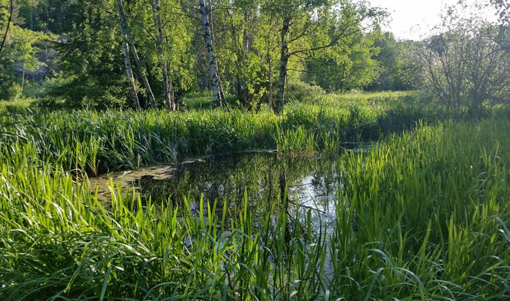 Grävdes: 2012 Yta: 100 m 2 Djup (max/medel): 0,7 m/0,3 m Tillgänglighet: Nära grusstig Groddjur: Vanlig groda Stadsdel: Älvsjö Cyklopendammen Den grävda dammen ligger mellan