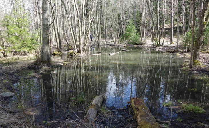 damm är en djuphåla i det stråk av sumpskog som löper längst med Fagersjövägen.