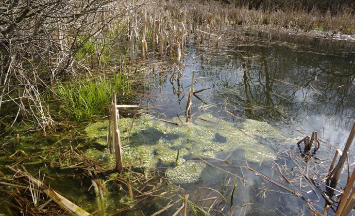 Hökarängsdammen En naturlig våtmark mellan Hökarängsgården och parkeringen till Hökarängsbadet som fördjupats för att lämpa sig för groddjur som nu gjort sig