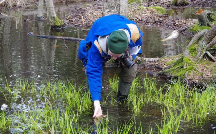 Detta är ett så kallat citizen science -projekt och rapporterna ska slutligen samlas i Artportalen.