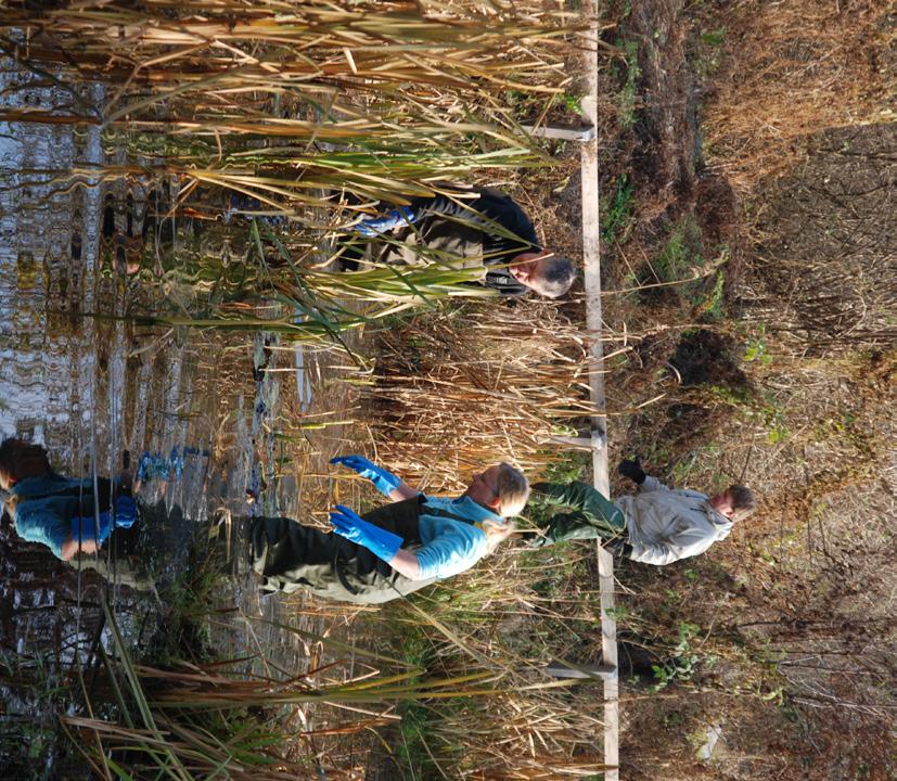 En lyckad återinplantering av den känsliga arten gjordes år 2009 i Judarskogens Natura 2000-område i ett samarbete mellan Länsstyrelsen och staden.