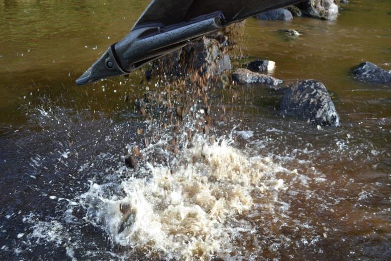 Detta grus frigjordes då trösklarna togs bort och en mer naturlig forsnacke