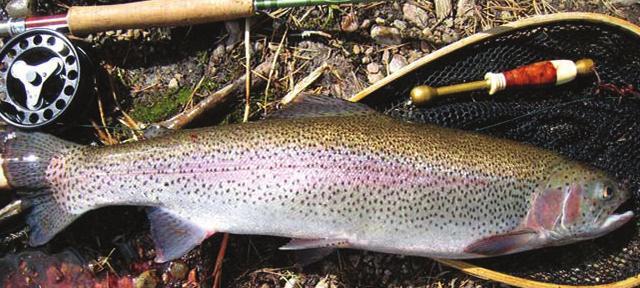 Assistent Kund 29 juni Friluftsdag med fiske i Norrtälje Varmt välkommen på vår populära friluftsdag med fiske i Norrtälje!