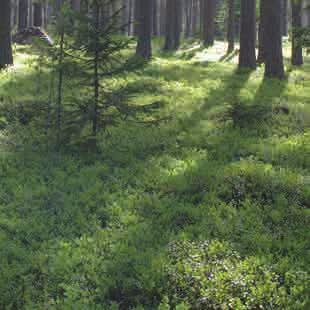 områdets identitet Naturtomter Genom att anpassa bebyggelse efter terrängen och markens förutsättningar kan så mycket