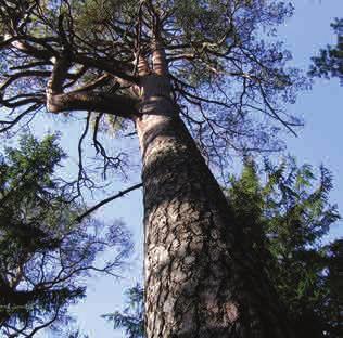 ingrepp i naturen minimeras.