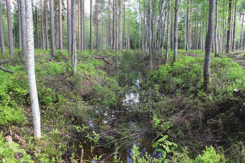 påkörning, avgrävning av rötter eller kompaktering av jorden runtomkring.