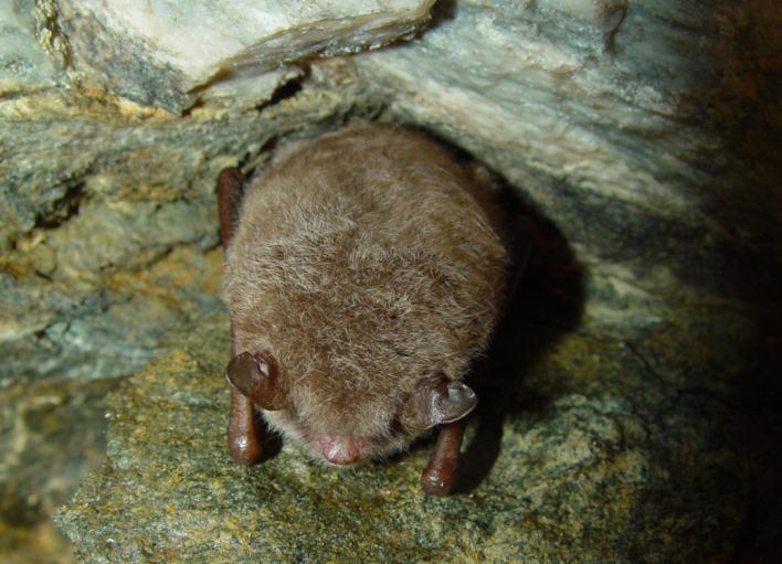 VATTENFLADDERMUS Vattenfladdermus Myotis daubentonii är vanlig och är en av de lättast observerade arterna i Sverige.