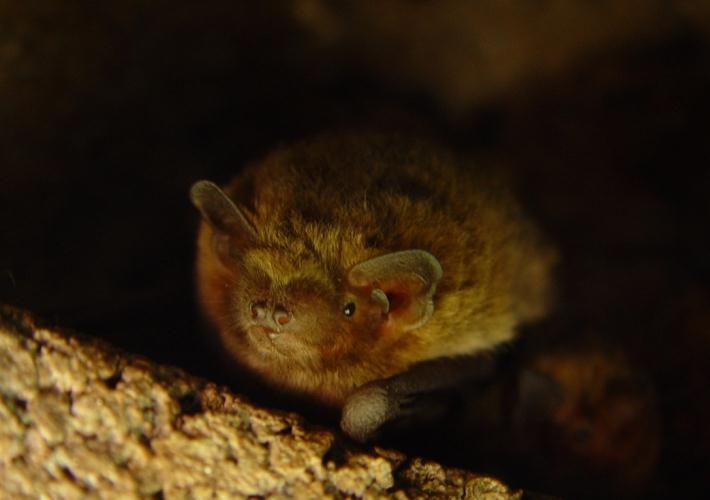 DVÄRGFLADDERMUS Dvärgfladdermus Pipistrellus pygmaeus är en av Sydsveriges vanligaste arter. Den är också den minsta och har det läte som har högst frekvens av de i Sverige förekommande arterna.