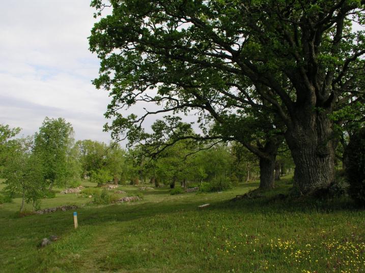 VÅRASKRUV Denna oas av mycket fina ängs- och betesmarker ligger ganska isolerad som en ö i skogslandskapet. Ett område med mycket artrik ängsmark ligger kring en liten gård.