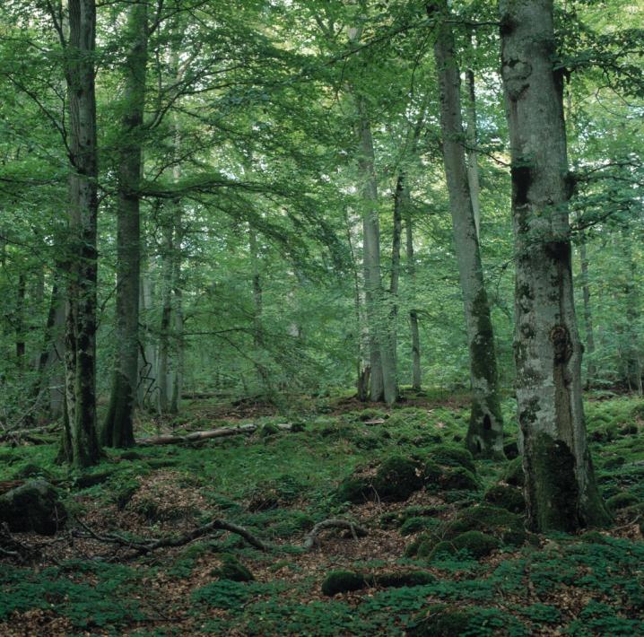 I bokskogen i naturreservatet Bjurkärr flög en stor mängd långörad fladdermus vid besöket 2005. I vimlet flög även några exemplar trollfladdermus. Detta var andra fyndet av arten i länet.