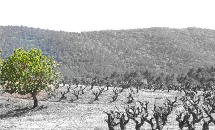 2. Denominación de Origen (DO) Conca de Barberà Conca de Barbera är ett litet område med skyddad ursprungsbeteckning i östra Spanien.