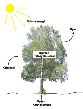 Skapelsen vittnar för sin Skapare I skrivande stund har sommaren anlänt till våra nordliga breddgrader. Man längtar efter sommaren, efter värmen, det gröna och det vackra i naturen.