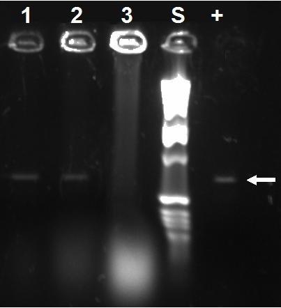 Figur 1. PCR-analys på utvalda kolonier från transformering. Brunn 1 och 2: positiva kolonier, 3: negativ koloni, S: standard, +: positiv TPPII-kontroll.