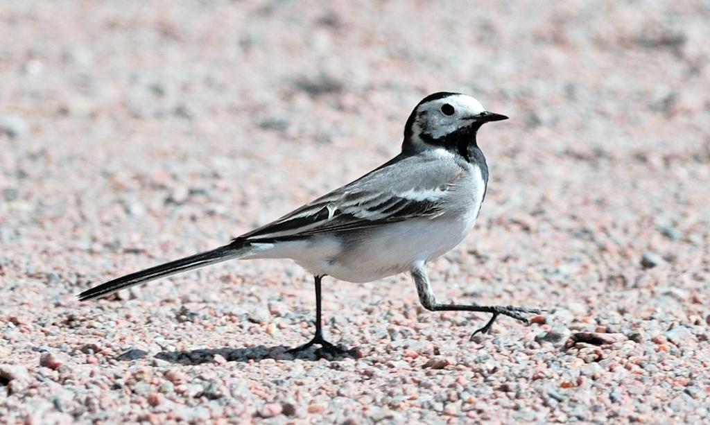 SJÓFARHRAFLI. Den minsta fågelarten kallas sjófarhrafli, knappt en tredjedel av en skärsnäppa. Den är fläckig i vitt och svart.