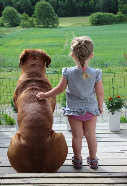 RASdokument avseende 23/34 Mentalitet och bruksegenskaper Dogue de Bordeaux är en ras som vaktar sitt hem och sin familj, den har en koloss storlek med ett massivt huvud som bara det inger respekt.