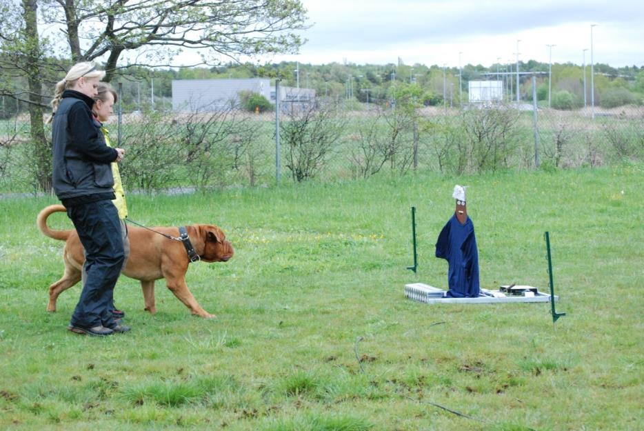 Önskan är att alla Dogue de Bordeaux boendes i Sverige ska genomföra BPH i framtiden.