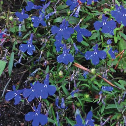 Lobelia Adressändring Adressändring kan göras via www.hittagraven.se eller med beställningstalongen i denna broschyr.