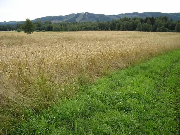 13 Höstvete, augusti 2005. Led 2 närmast. Bakgrund, problem På det aktuella skiftet odlades potatis 2002 som vissnade ner tidigt p.g.a. bladmögel.