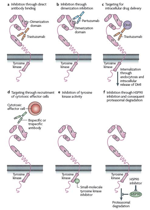SEX POTENTIELLA ANGREPPSSÄTT FÖR BEHANDLING AV HER2-POSITIV CANCER a inhibering genom direkt b inhibering genom antikroppsbindning dimeriserinshämning c inriktning för intracellulär drug delivery