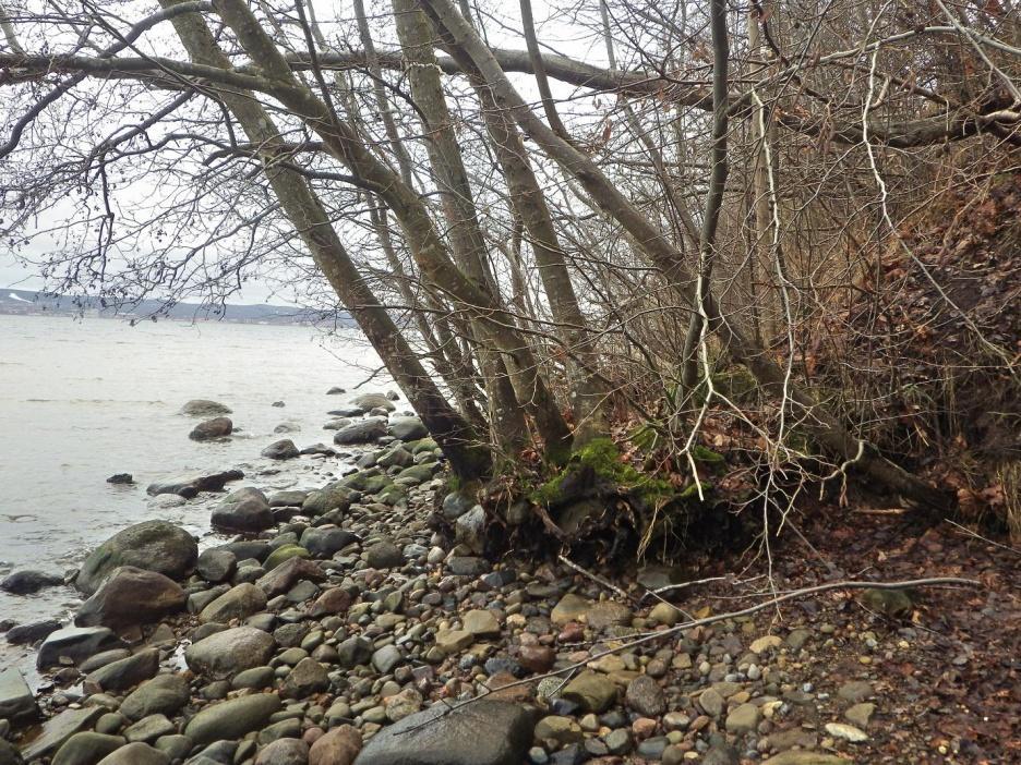 25 Område 13 1,3 ha Strandskog Klass 2 Naturvärdesbedömning Området har ett högt naturvärde knutet till de kontinuerliga skreden och den ständiga tillförseln av död ved.