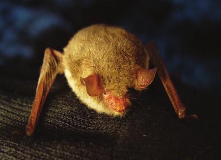 5.3 Fransfladdermus (Myotis nattereri) Fransfladdermusen är en ovanlig fladdermusart i Sverige. Den förekommer i hela Götaland och Svealand samt upp en bit längs norrlandskusten.