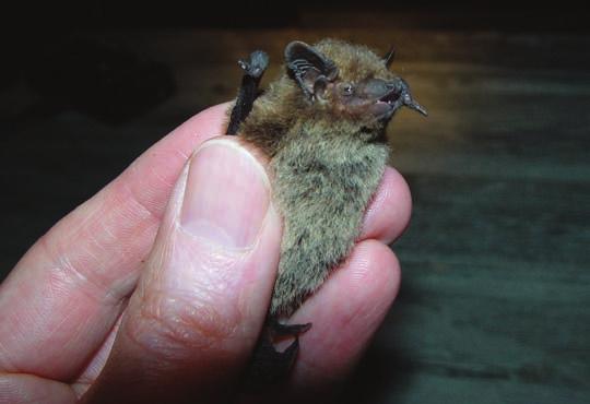 5.10 Trollfladdermus (Pipistrellus nathusii) Trollfladdermusen är en av de ovanligare fladdermusarterna i Sverige. Den har en tydlig sydöstlig utbredning i landet.